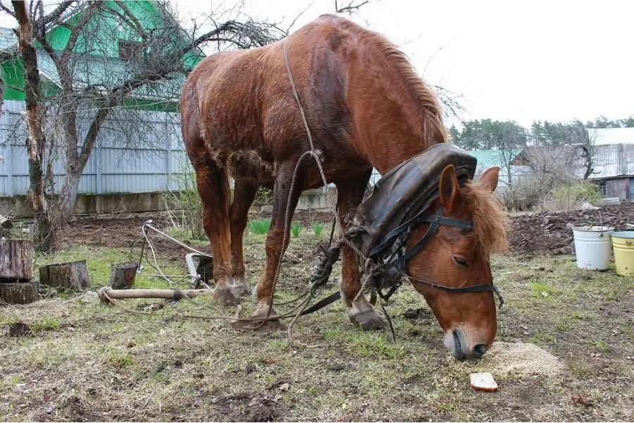 Feeding your horse bread occasionally won't harm, but it's not the most nutritious food