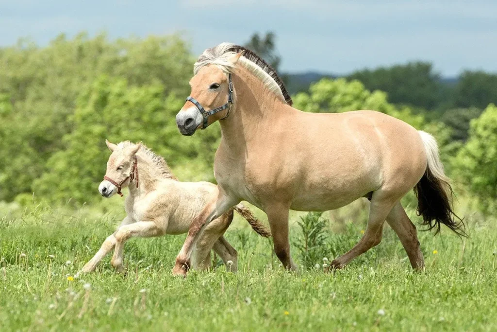 Fjord Horse - smallest horse breeds