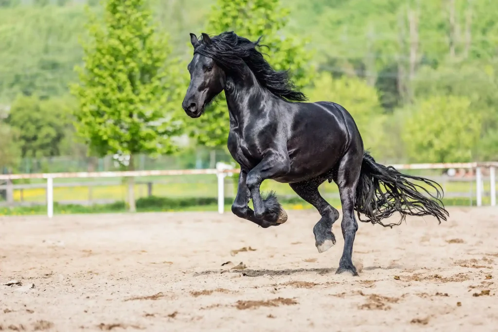 Friesians look gorgeous with whole black color coats