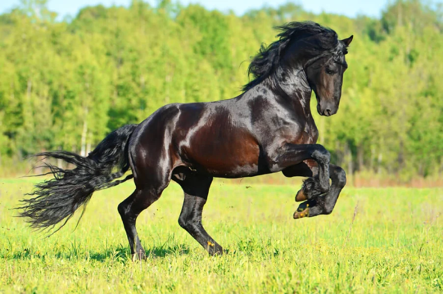 Friesian