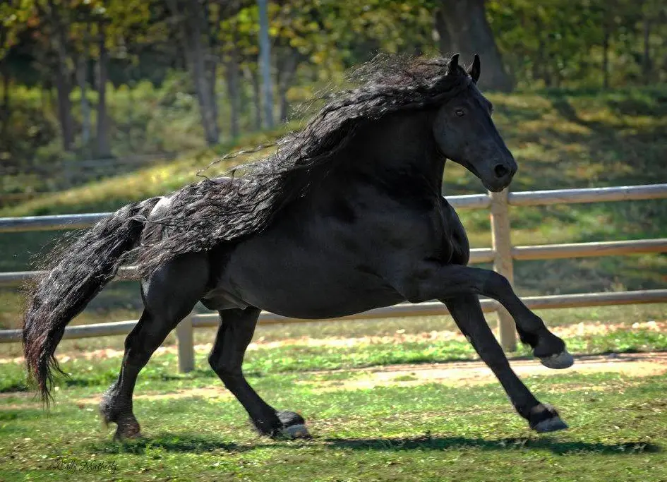 Friesians with flowing mane and tail