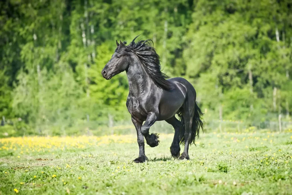 Friesian Horse breeds are stunning for their black coats
