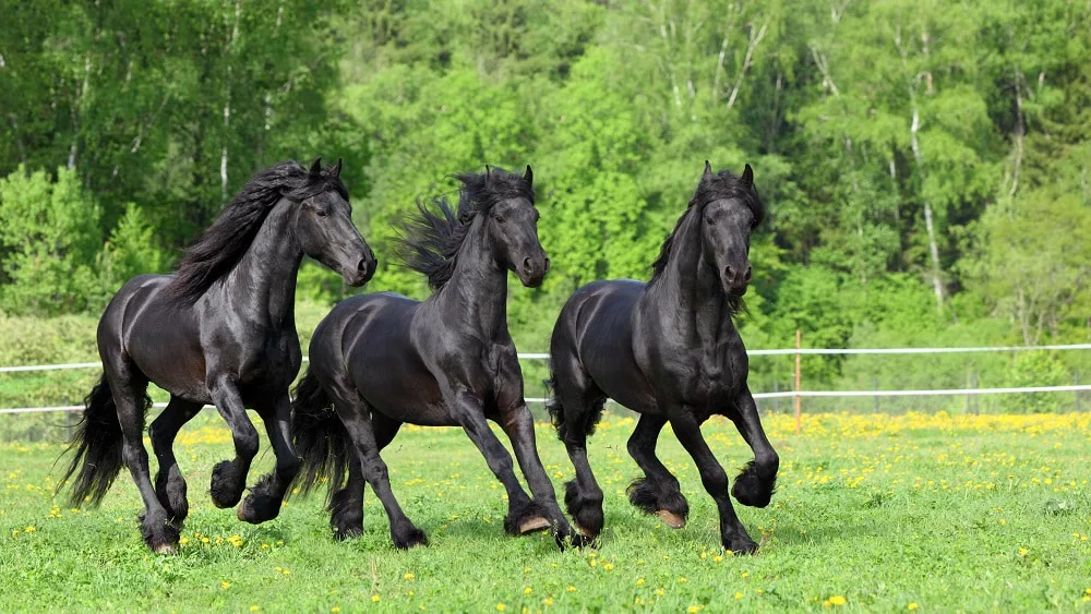 Friesian horses are renowned for their friendly temperament