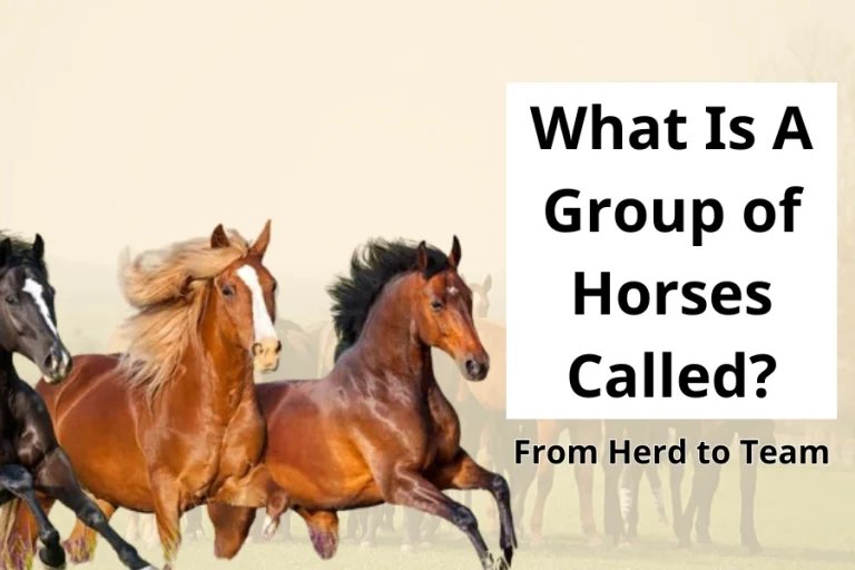 From Herd to Team What Is A Group of Horses Called