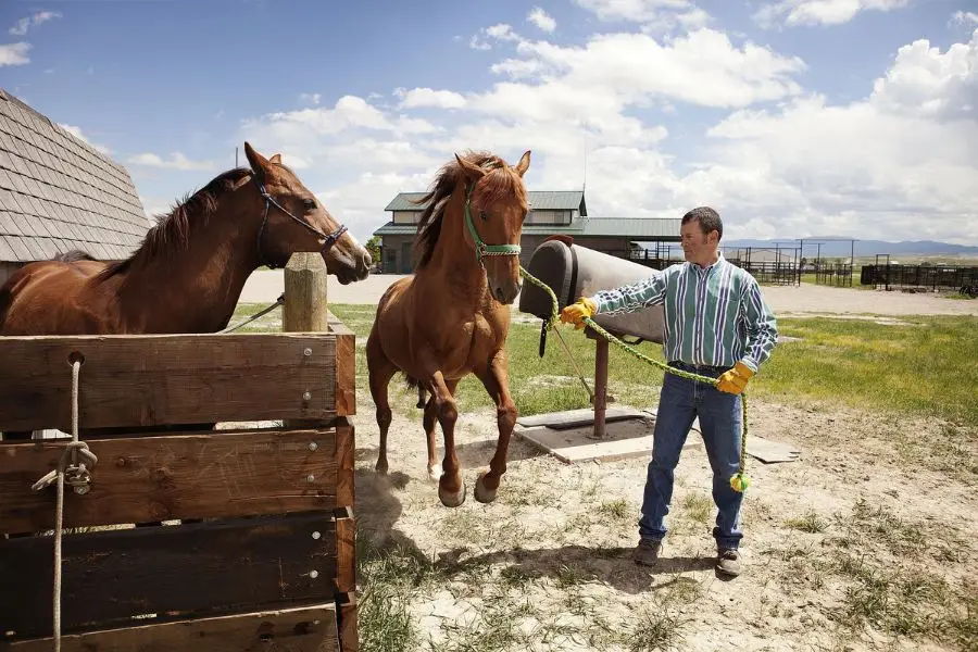 Gelding Vs Stallion - They are completely different