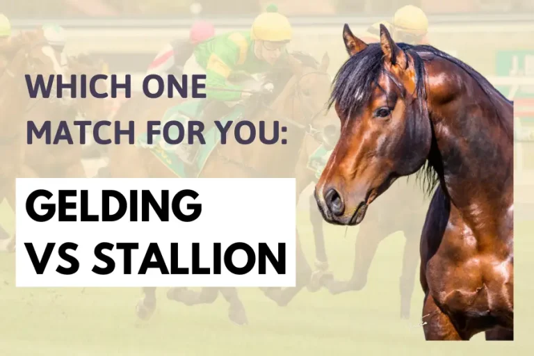 Gelding Vs Stallion: Which One Match For You?