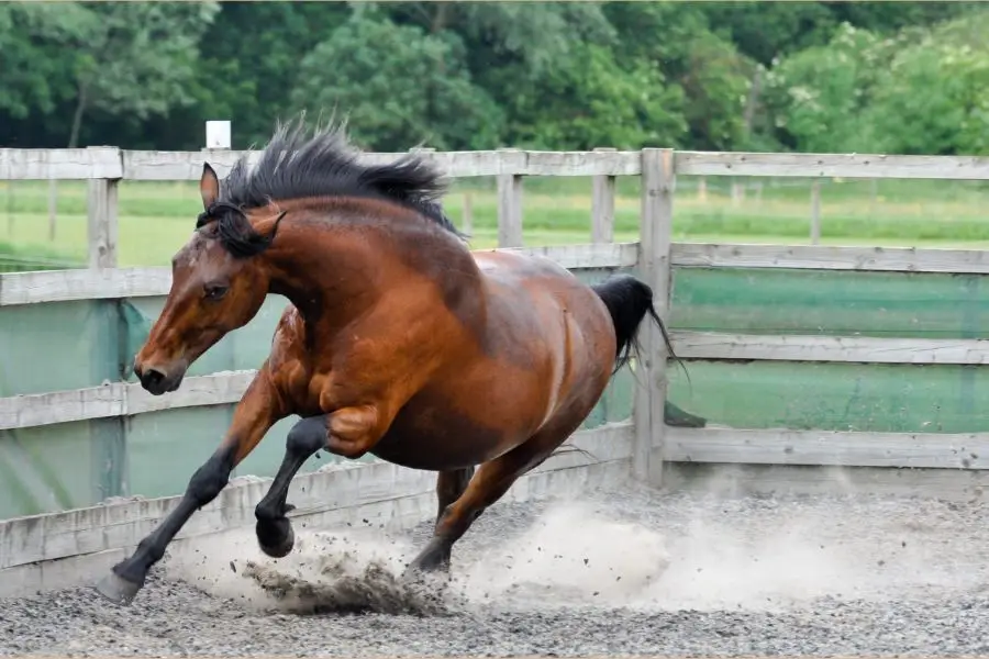 Gelding a male horse often improves behavior and control