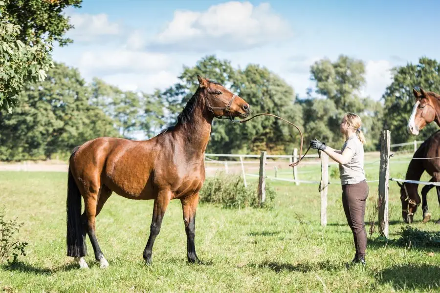 Gelding makes young horses easier to handle