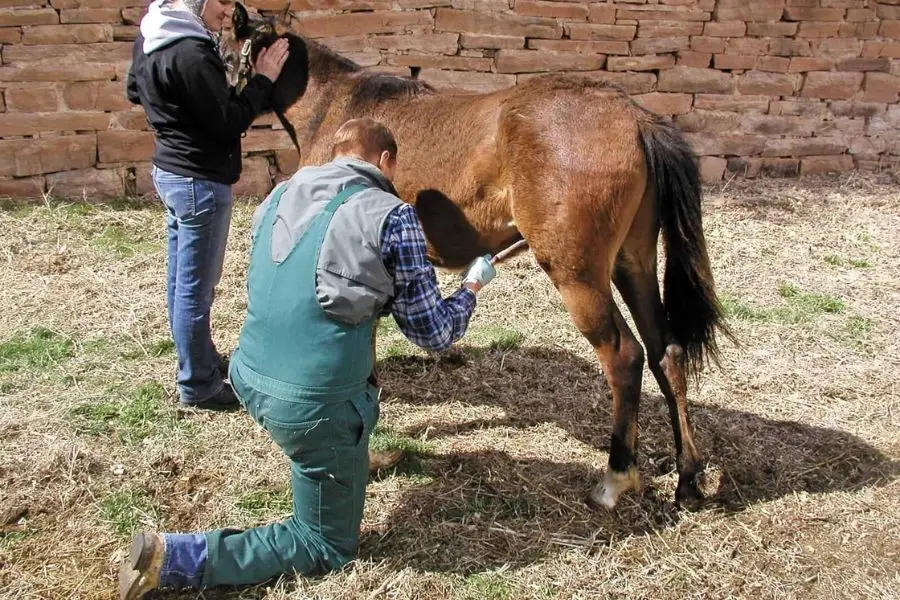 Gelding removes a horse's testicles to reduce testosterone