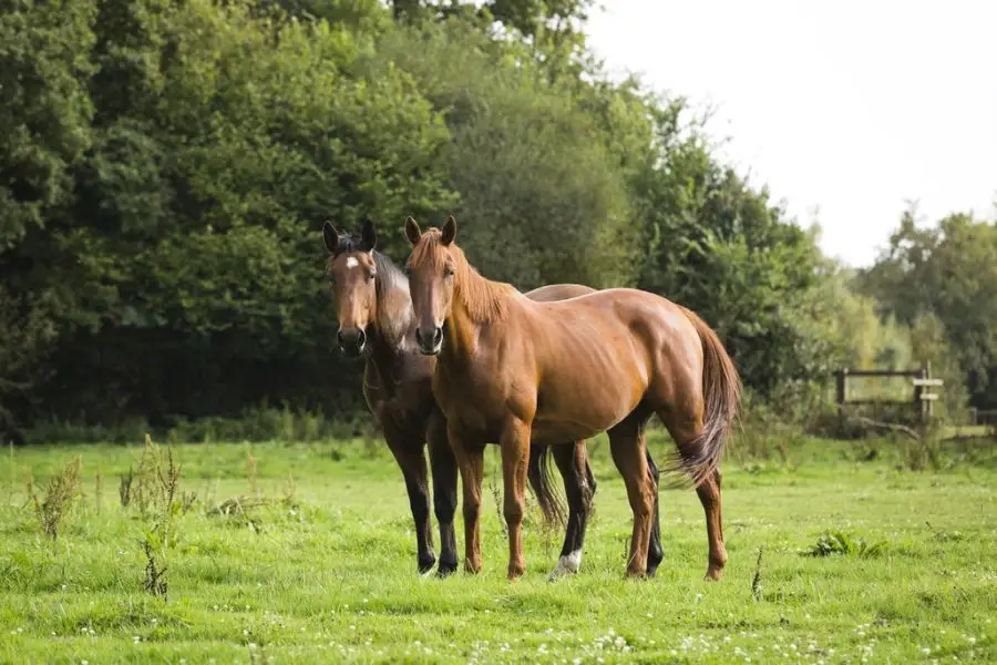 Geldings can share a home with mares without any problems