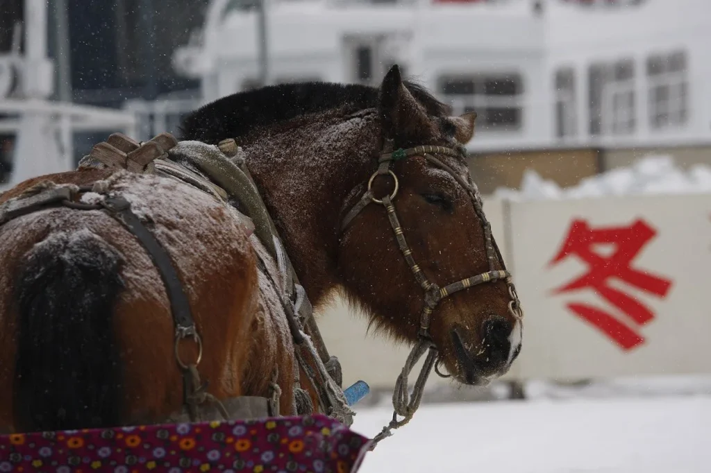 Guoxia - smallest horse breeds