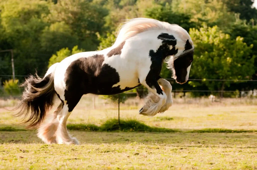 Gypsy Vanners are friendly, calm and easy to train