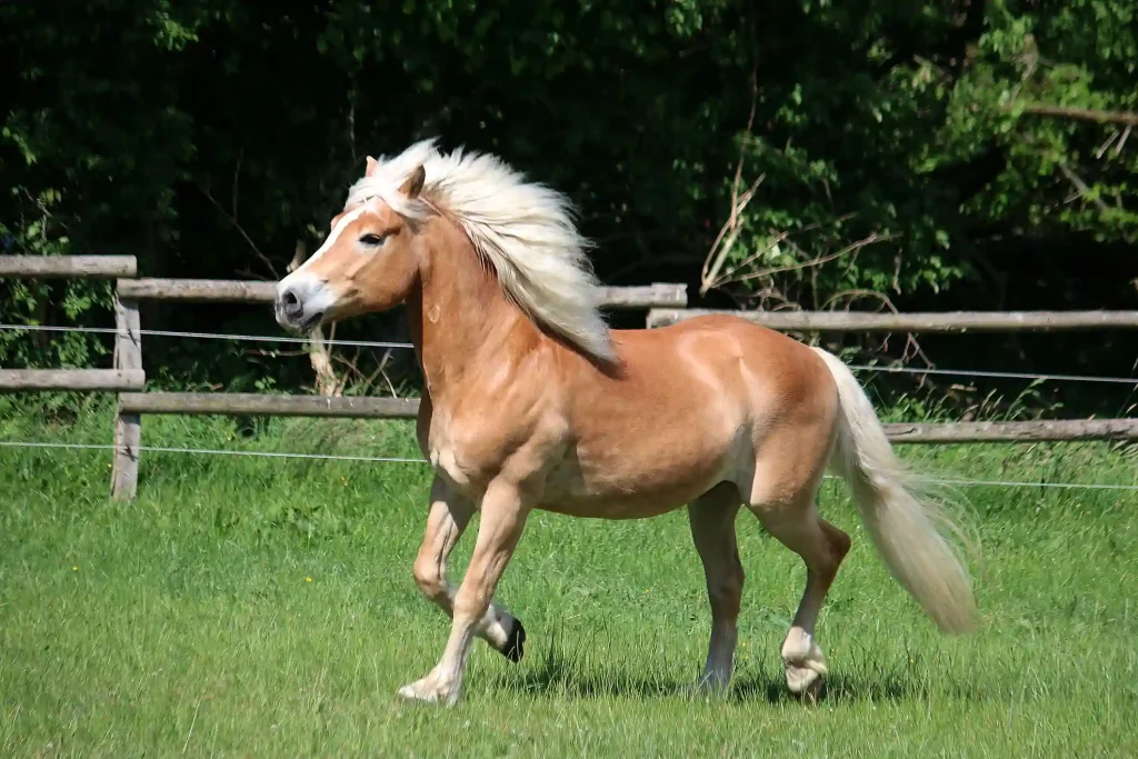 Haflingers have golden light to rich dark coats