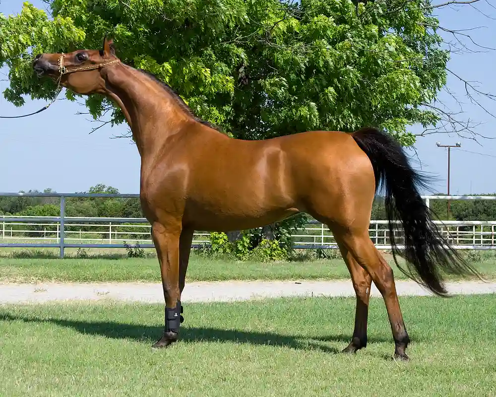 Arabian horse is one of the oldest horse breeds
