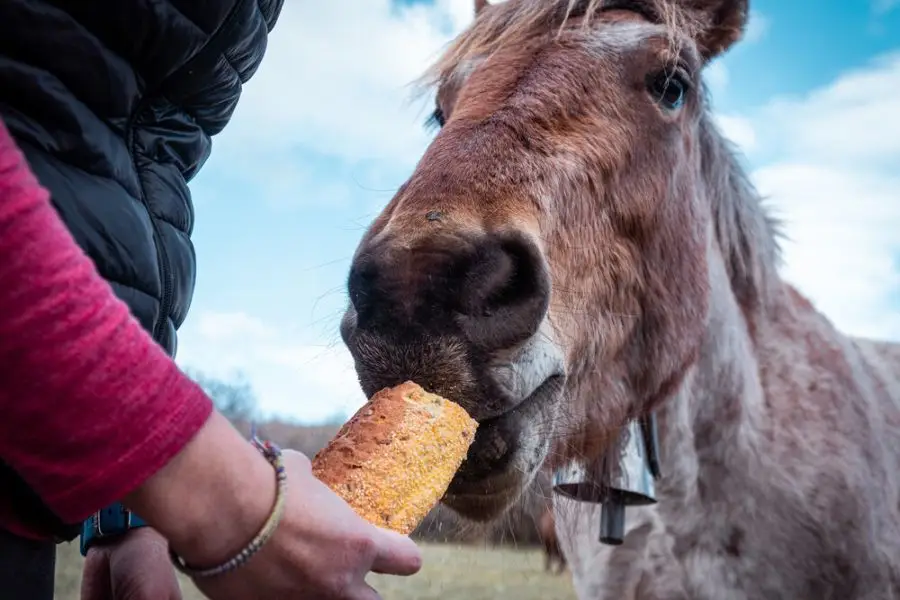 Horse can eat a few small bread bites are enough