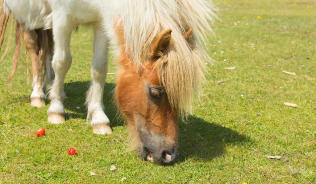 Horse eat strawberries