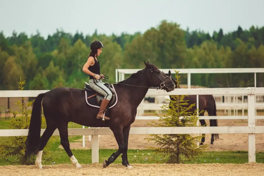 Horse gaits impact how far a horse can travel