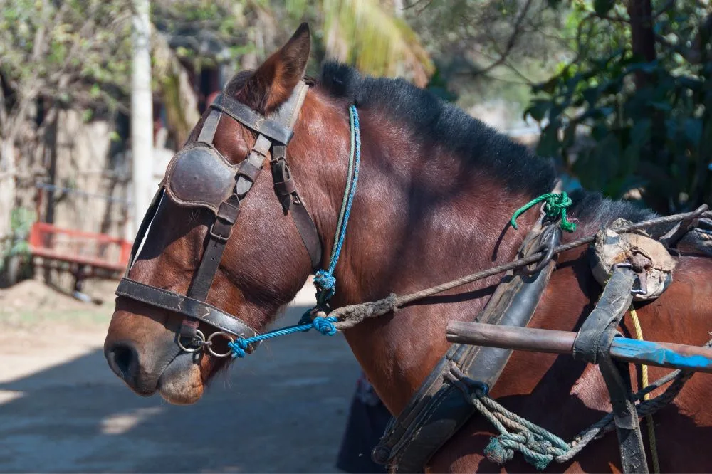 Why do horses wear blinders? To keep them focused on the front