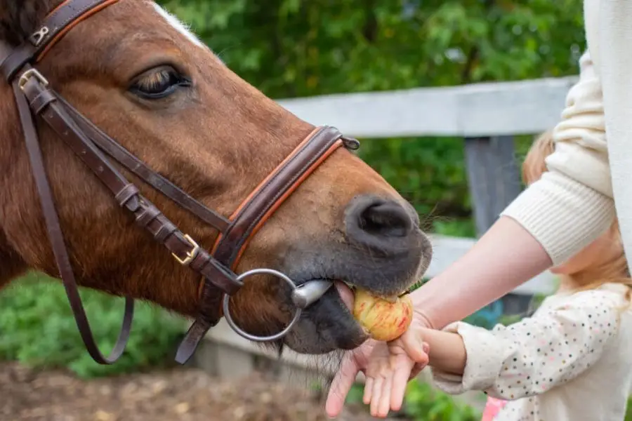 Horses can eat apples