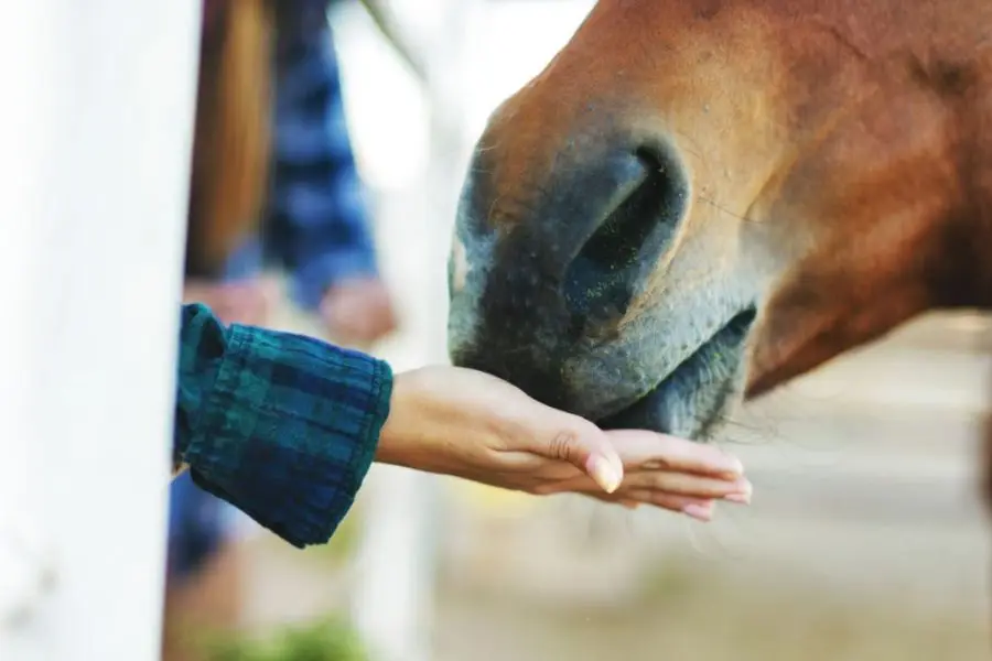 Horses can eat bread