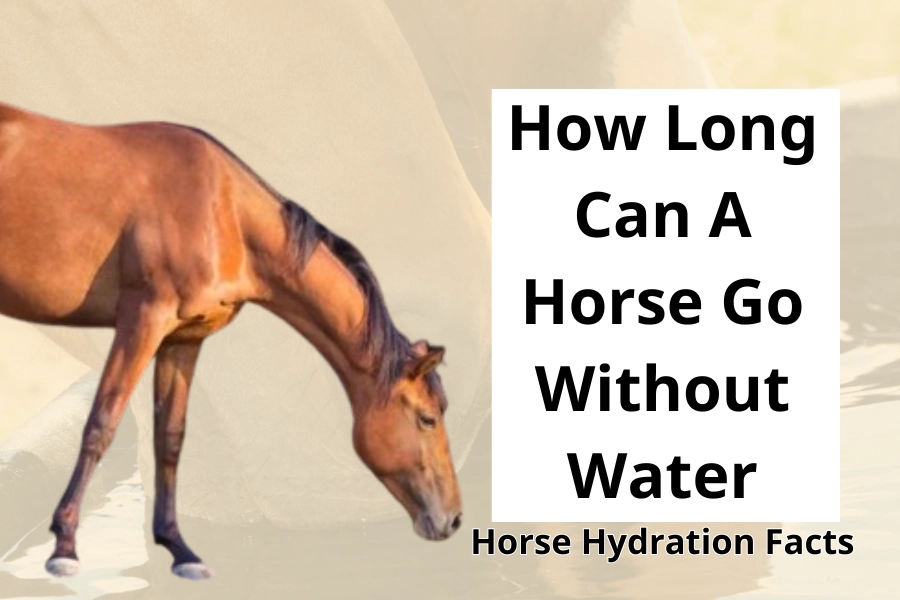 How Long Can A Horse Go Without Water Horse Hydration Facts