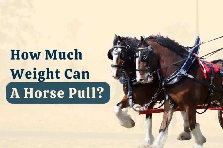 How Much Weight Can a Horse Pull? Surprising Truth Revealed