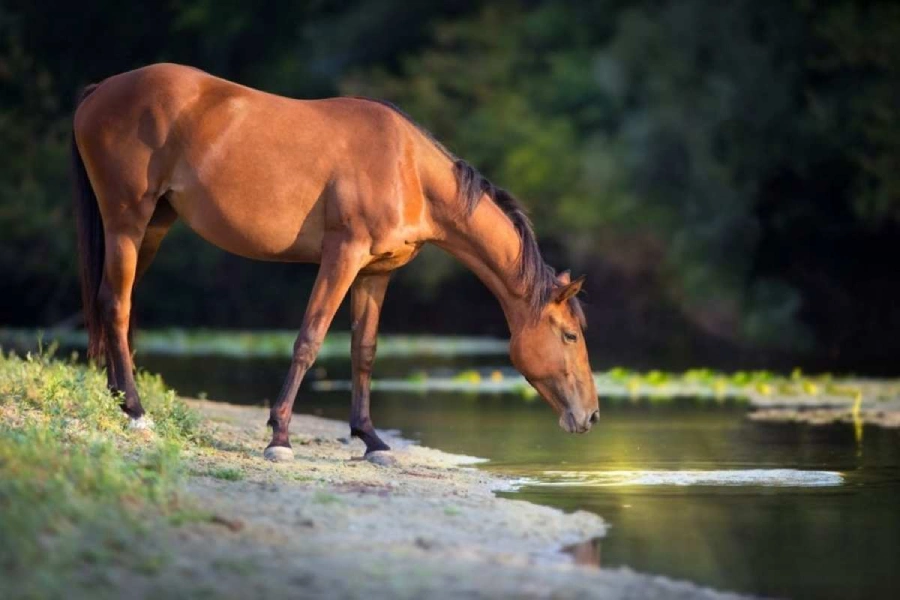 How long can a horse go without water_ - Up to 5 days