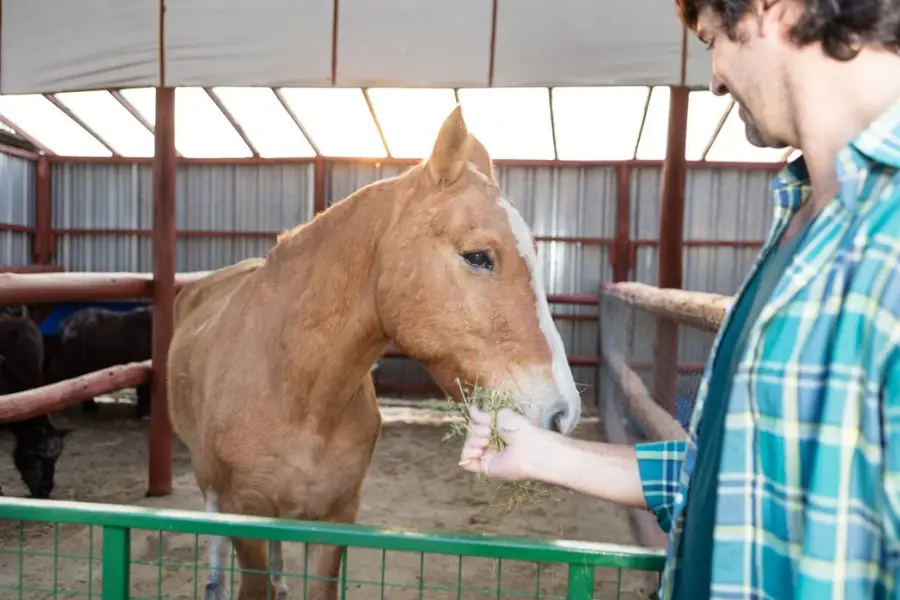 How to keep a healthy weight for a horse