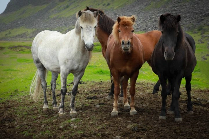 Icelandic horse - smallest horse breeds