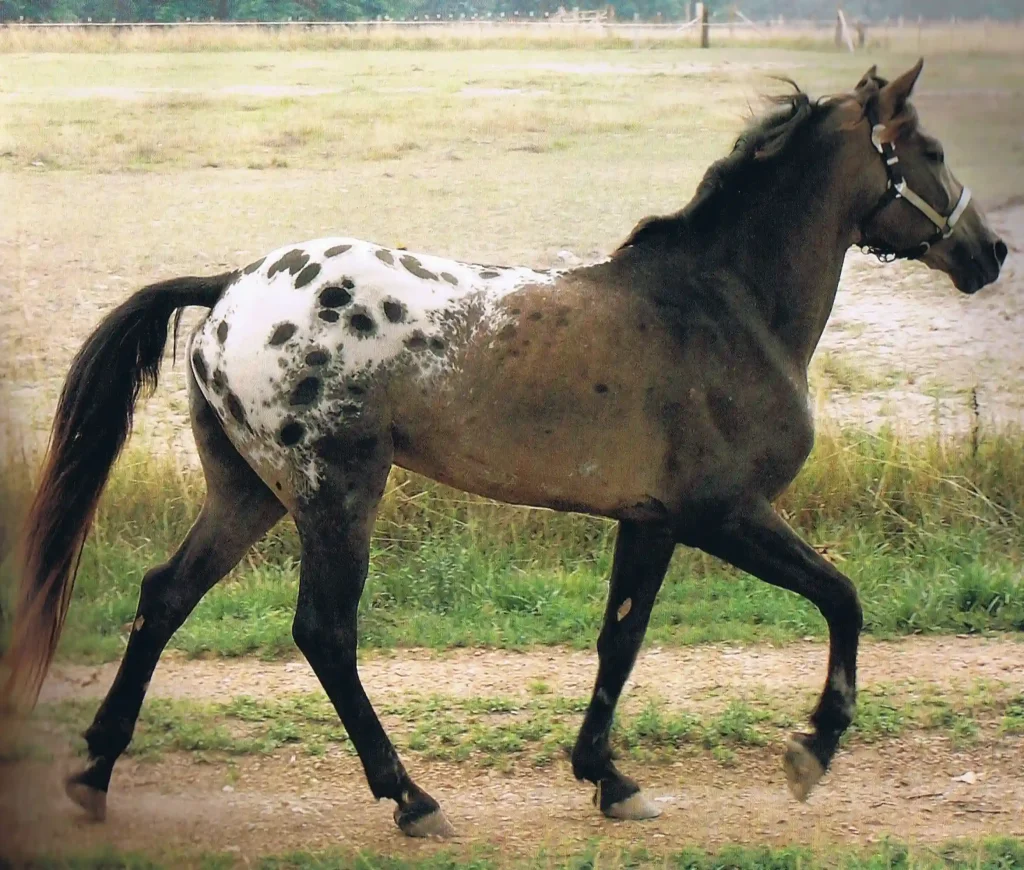 Tiger Horse is famous for its unique coat patterns