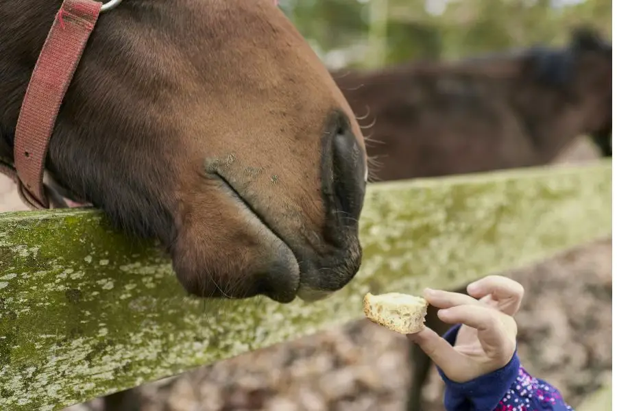 It is best not to feed bread to horses regularly