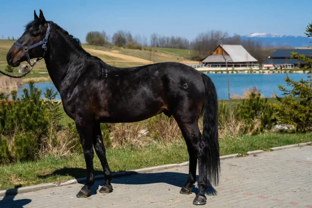 15 Stunning Black Horse Breeds: Timeless Elegance