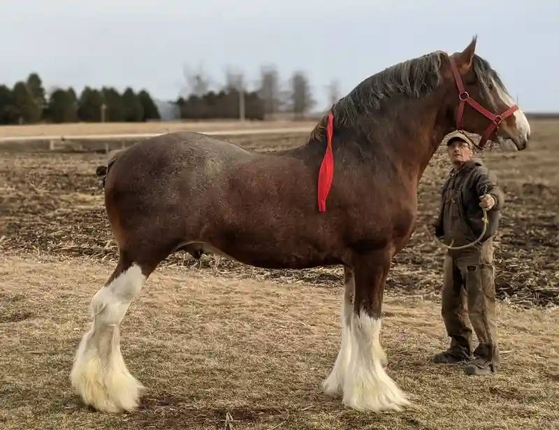 Clydesdales can easily noted for thick feathering on the lower legs