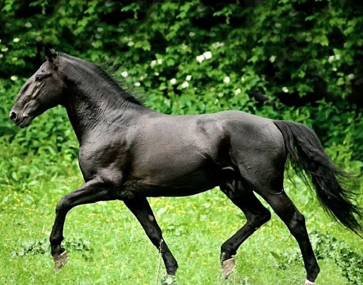 Kladruber horse possess a high-stepping trot & proud demeanor