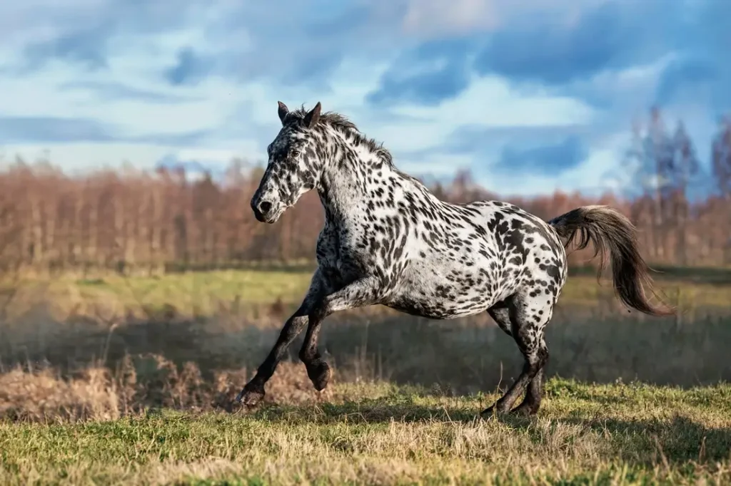 Knabstrupper horse is a Danish breed