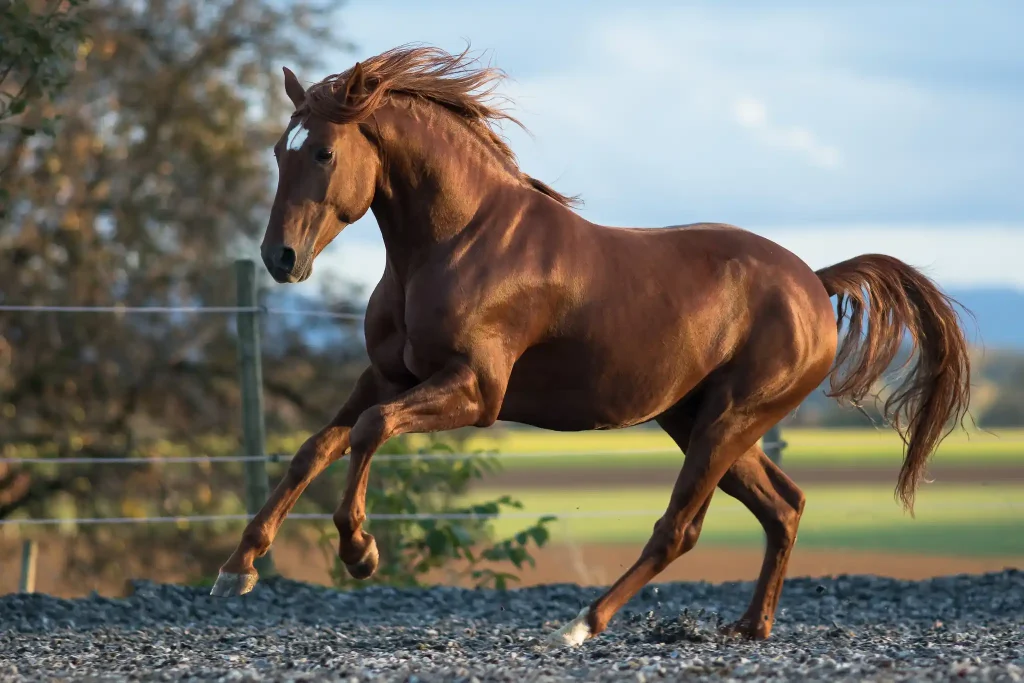 Lusitanos are agile and harmonious dressage horse breeds
