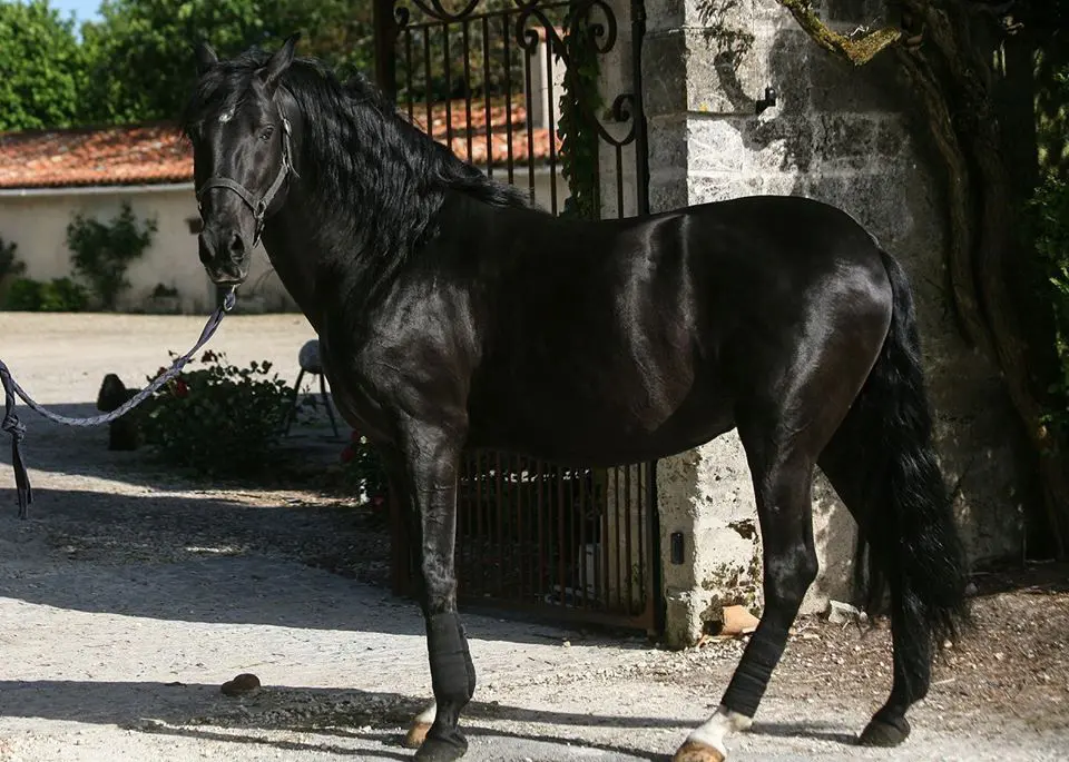 Lusitano horse breed originated in Portugal