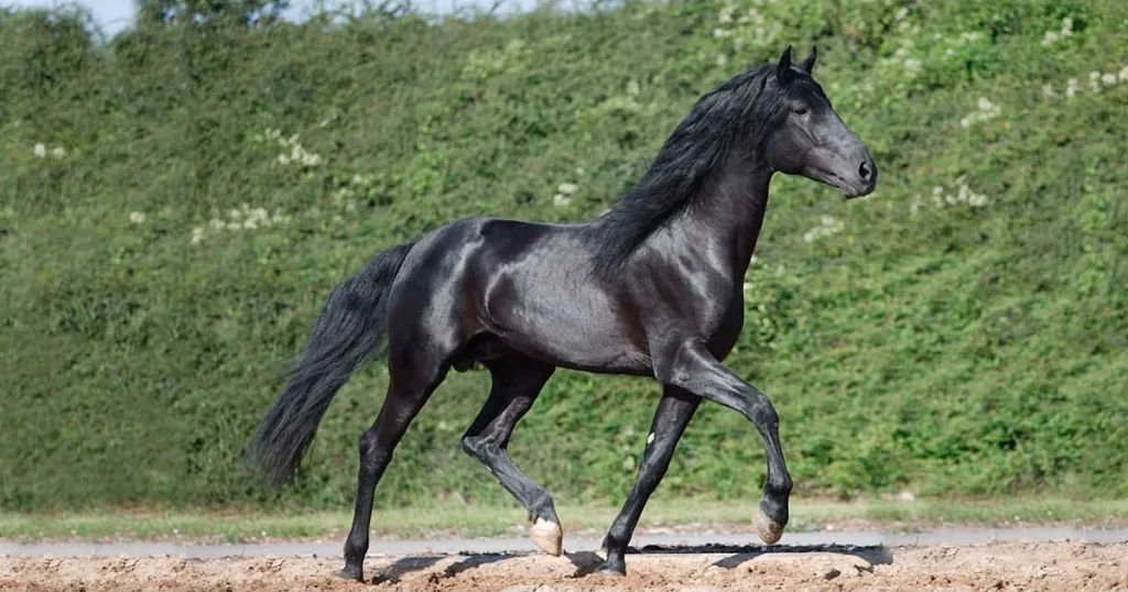 The black color in Menorquín horse is sleek & shiny jet black