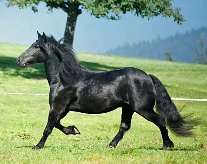 Mérens horses are good for mountain activities
