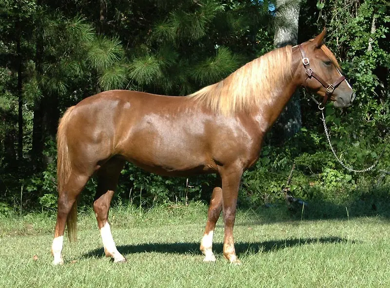 Morgans have beautiful chestnut body colorings