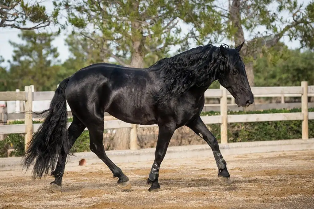 Murgese horses are versatile and strong
