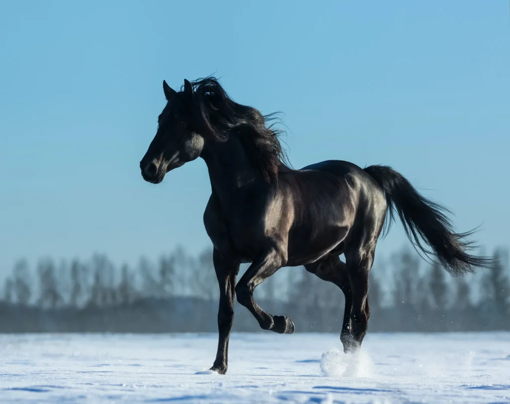 Mustangs are wild horses from the western part of America