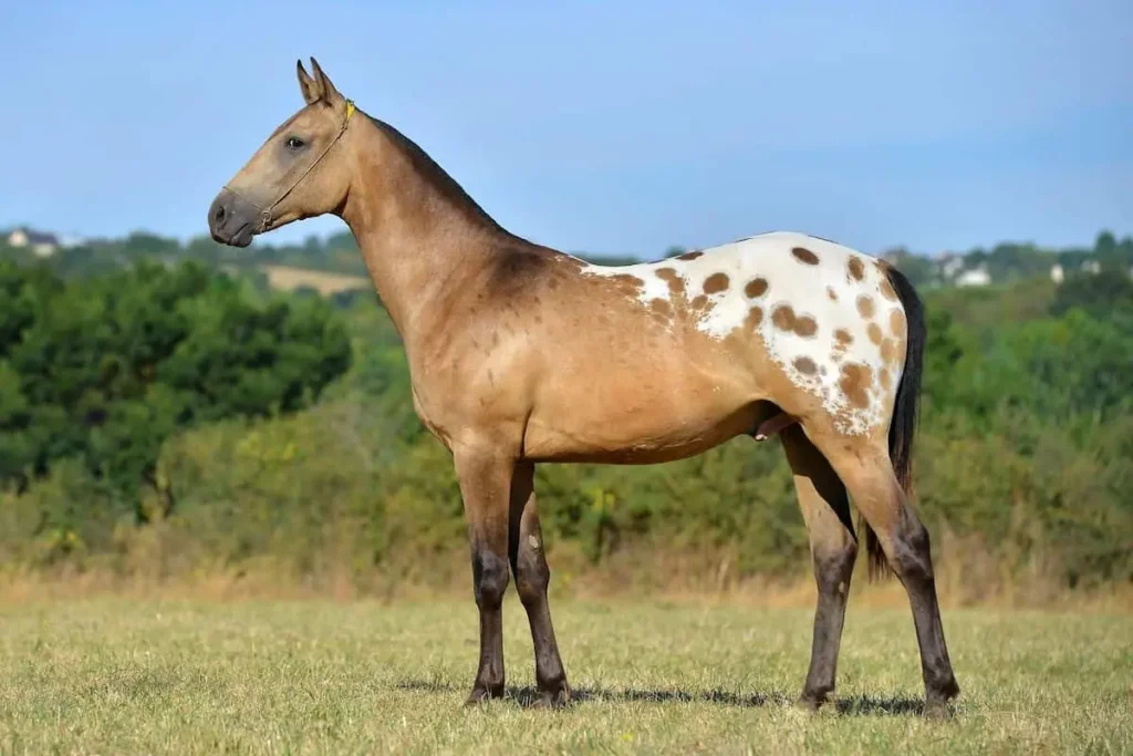 Nez Perce Horse is the mix of Appaloosa & Akhal-Teke