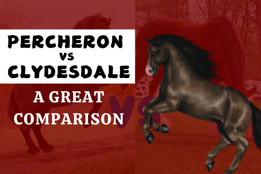 Percheron vs Clydesdale Horses: A Great Comparison