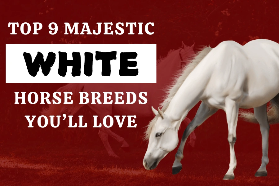 Top 9 Majestic White Horse Breeds You’ll Love