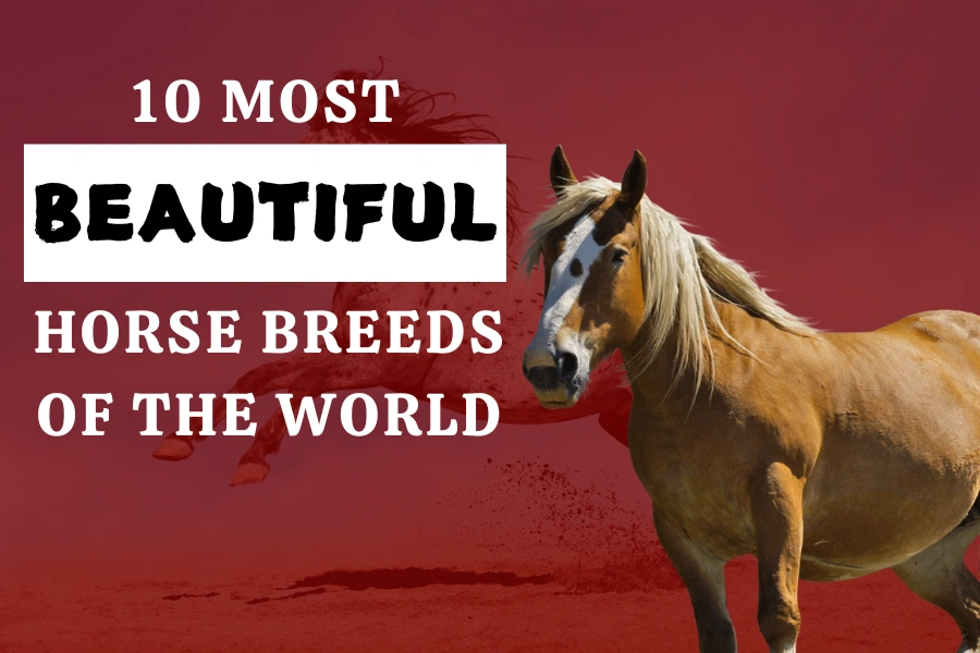 10 Most Beautiful Horse Breeds Of The World