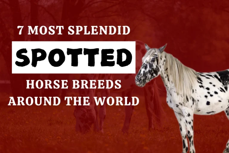 7 Most Splendid Spotted Horse Breeds Around The World