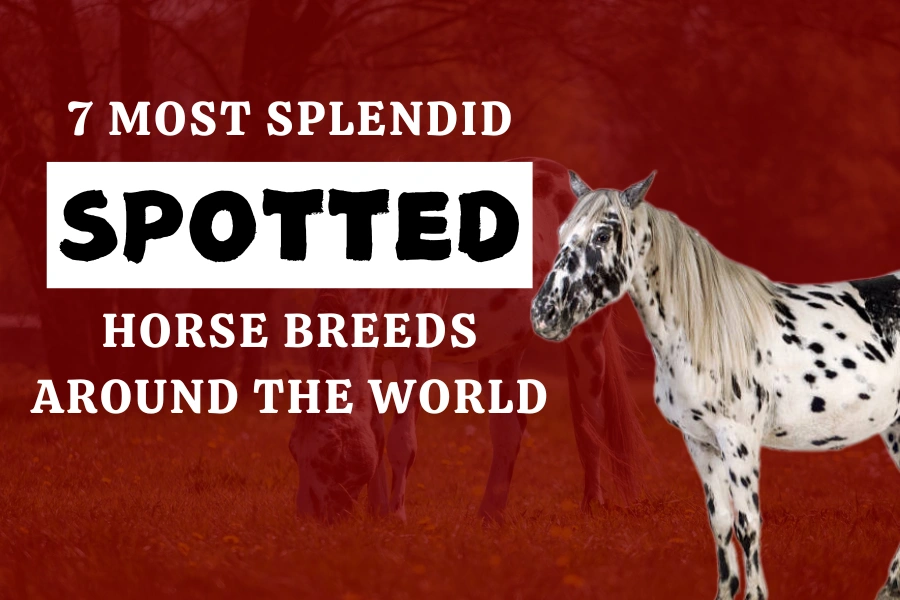 7 Most Splendid Spotted Horse Breeds Around The World
