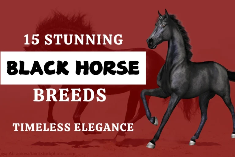 15 Stunning Black Horse Breeds: Timeless Elegance