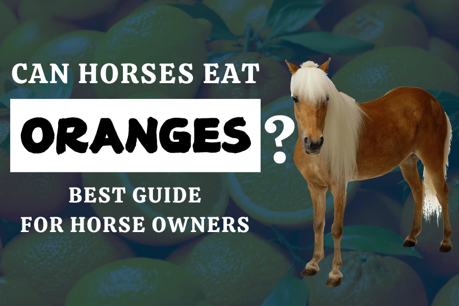 Can Horses Eat Oranges? Best Guide for Horse Owners